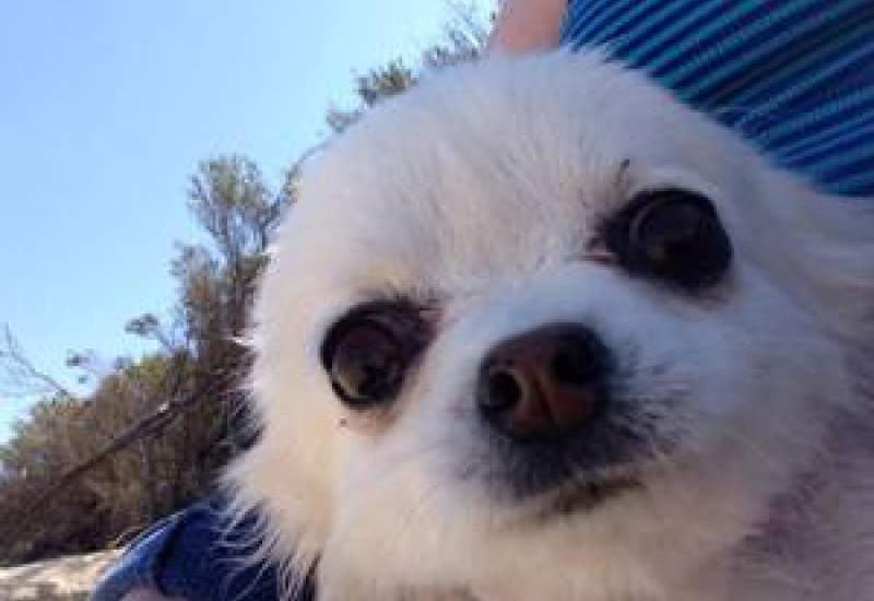 https://www.pbsfm.org.au/sites/default/files/images/Dogapalooza PBS FM.jpg